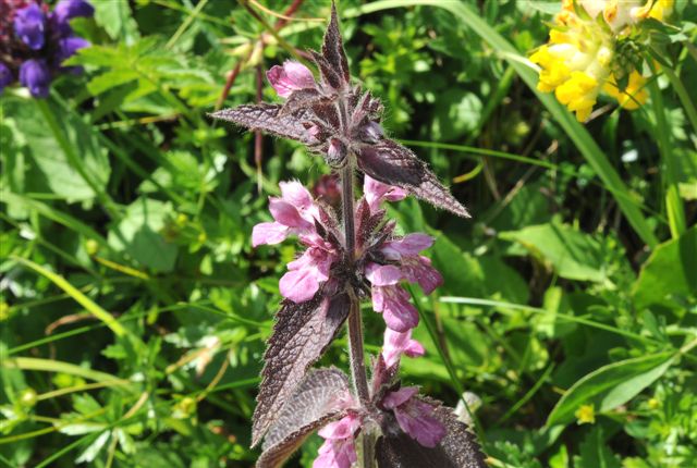 Stachys alpina / Betonica alpina